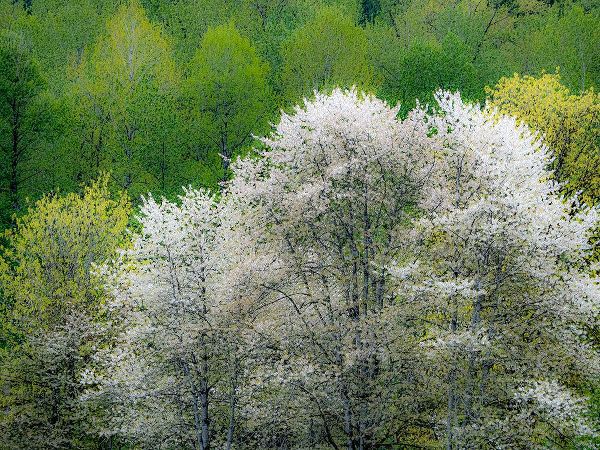 Gulin, Sylvia 아티스트의 USA-Washington State-Pacific Northwest-Fall City springtime and flowering wild Cherry작품입니다.